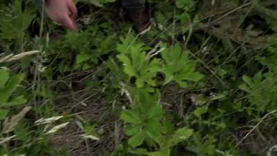 This is still in the root,
still in the ground. - Expedition Bigfoot