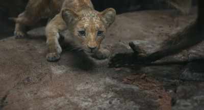 This story
begins far beyond - Mufasa: The Lion King