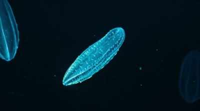This strange
light-producing property - Mysteries of the Deep