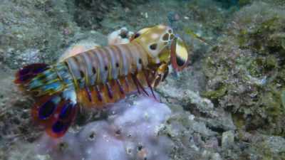 This strange—looking creature's
ancestry - Attenborough's Life in Colour