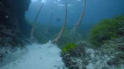 This strange,
six-foot-long giant is Baculites, - Prehistoric Planet