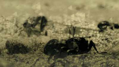 This striking contrast also makes
the large claw more obvious. - Attenborough's Life in Colour