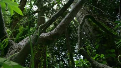This struggle makes the jungle one of the most competitive - Hostile Planet