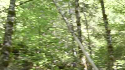  This stuff was 20 feet
 off the ground. - Expedition Bigfoot
