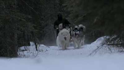 This is such a
serious amount of dogs. - Life Below Zero: Next Generation