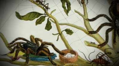 - This super-sized spider gets
its name from - Kings of Pain