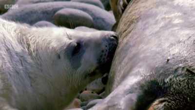 This supercharged weight
gain makes them - Wales: Land of the Wild
