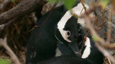 This supermom is ready to do it all again. - Penguin Town