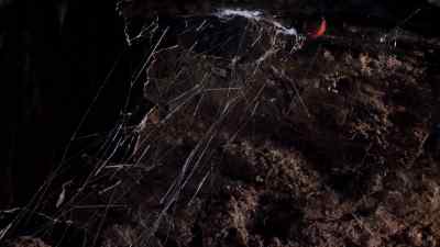This tangle of silk is the home - Micro Monsters with David Attenborough