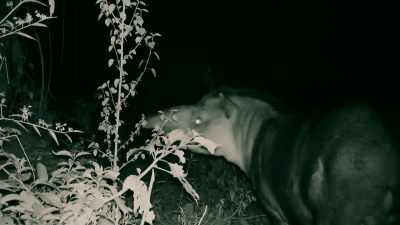THIS TAPIR MUST BE WHAT MADE
THE NOISE LAST NIGHT. - Expedition Mungo