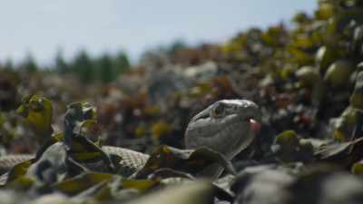This is the aptly named
wandering garter snake. - Planet Earth III