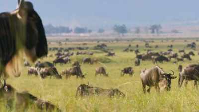 This is the best grazing on the continent. - Seven Worlds, One Planet