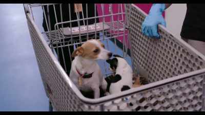 This is the best way to do it.
She's already looking around, - Dogs