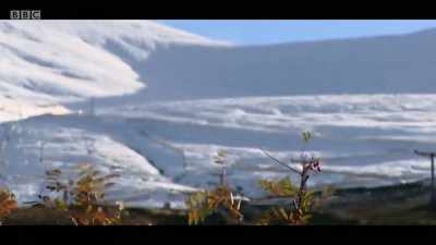 This is the Cairngorm
National Park - - The Mountain