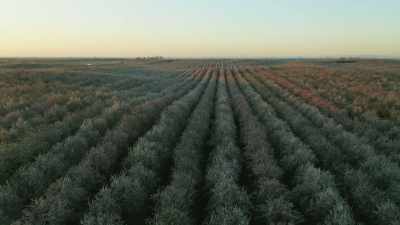This is the Central Valley
of California, - The Green Planet