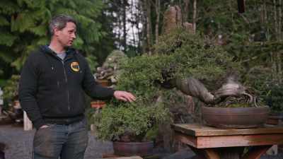 This is the first
Rocky Mountain Juniper - Trees and Other Entanglements