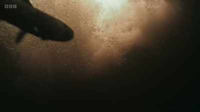 This was the first time salmon had
been filmed leaping from underwater. - Wild Isles