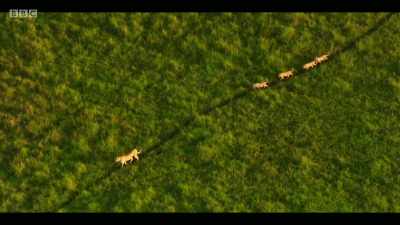 This is the first time
there's been a global assessment - Extinction: The Facts
