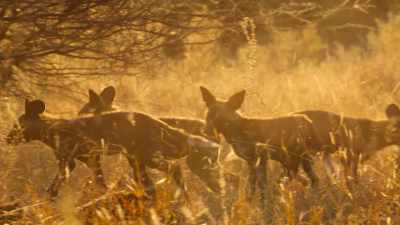 This is the first time
they've been this far from their den. - Wild Babies