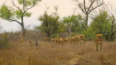 This is the MalaMala pride... - Wild Babies