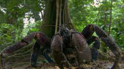 This is the massive coconut crab. - Absurd Planet
