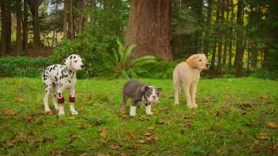 This is the moment we've been dreaming about! - Phantom Pups