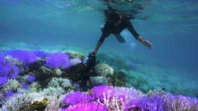 This is the most beautiful transformation
in nature. - Chasing Coral