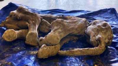- This is the most intact
mummified ice age animal - The UnBelievable with Dan Aykroyd