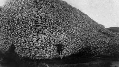 This is the murder
of buffalo, - The American Buffalo
