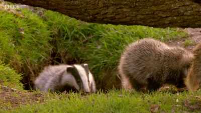 This is the newborn cub's first
look at the outside world. - Wales: Land of the Wild