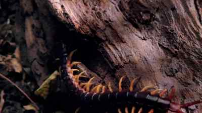 This is the one to be feared most - - Micro Monsters with David Attenborough