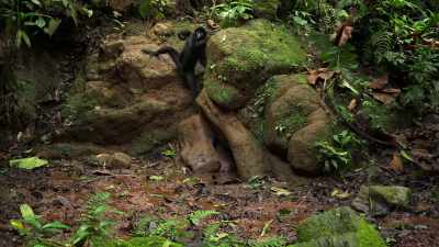 This is the only time a spider monkey
ever sets foot on the ground. - Our Planet