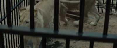This is the Polish Army.
Wild animals are loose. - The Zookeeper's Wife
