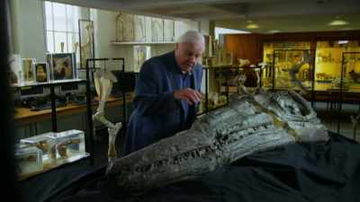 This is the skull
of a Temnodontosaurus, - Attenborough and the Sea Dragon
