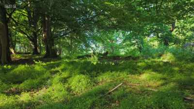 This is the sound
of plant communications, - Wild Isles