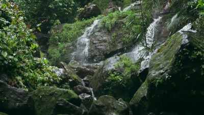 This is the wettest place
in the world. - The Green Planet