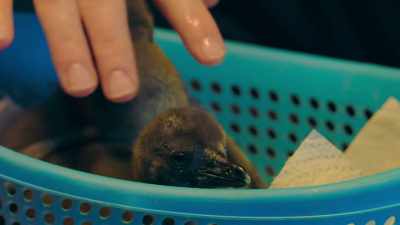 This is their second chance. - Penguin Town