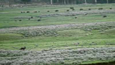 This is their turf. - Epic Yellowstone
