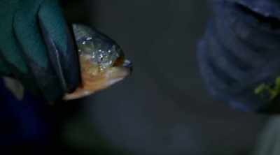 - This thing hit so hard, - Kings of Pain