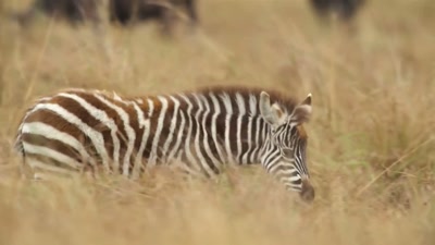 This three-month-old zebra foal - A Year on Planet Earth