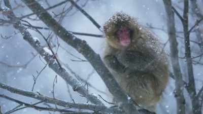 This three-year-old male
has recently been - Frozen Planet II
