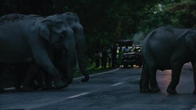 This time, a traditional respect for elephants prevents disaster. - Big Beasts