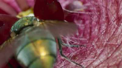 This time, however,
when its clamped-up proboscis - The Green Planet