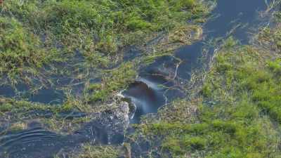 This time in the air also revealed - In the Footsteps of Elephant