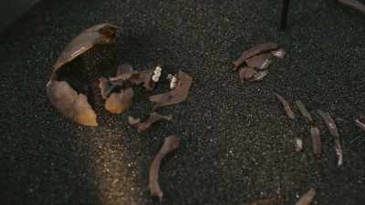 This time,
it came from the human remains. - Raiders of the Lost Past with Janina Ramirez