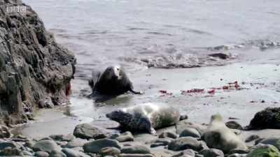 This time he receives
a less hostile welcome. - Wales: Land of the Wild