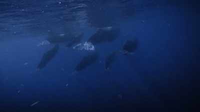 "This time, the adults all agree:" - Secrets of the Whales