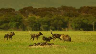 This time, the dogs separate
Zalika from her clan. - Serengeti