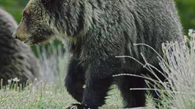 This time, the year-old cubs
are ready to hunt. - Epic Yellowstone
