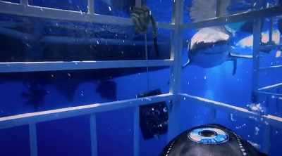 This time, there is no blaming
the shark's inexperience. - Shark Attack Files
